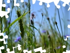 cereals, grass