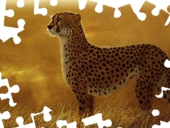 Cheetah, grass