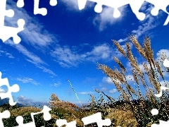 grass, Sky, clouds