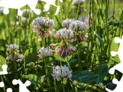 grass, White, clover