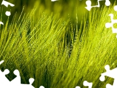 clump, grass