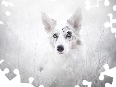 Border Collie, Plants, grass, rime