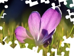 grass, Violet, crocus