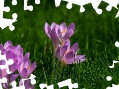 crocus, grass