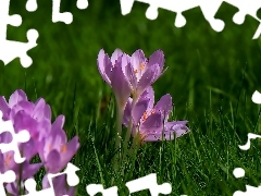 crocus, grass