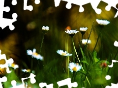 daisies, grass