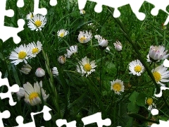 daisies, grass