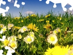 daisies, grass