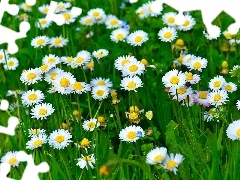 grass, Meadow, daisies