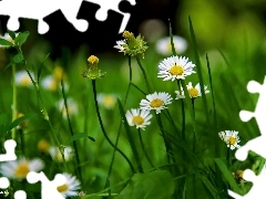 daisies, grass