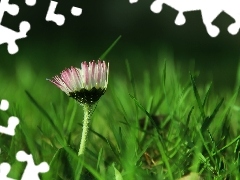 daisy, grass