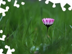 daisy, flakes, grass, Pink