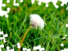 dandelion, grass