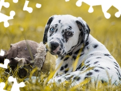 dog, Dalmatian, grass, lying