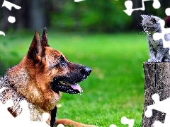 grass, kitten, dog