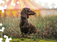 dog, Dachshund Shorthair, grass, Brown