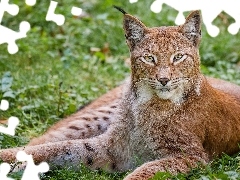 grass, Lynx, ears