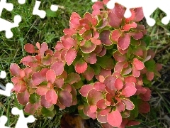 Euonymus, Leaf, grass, color