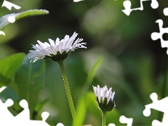 grass, daisies, flakes