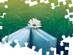 grass, Book, Flower