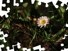 Colourfull Flowers, daisy, grass