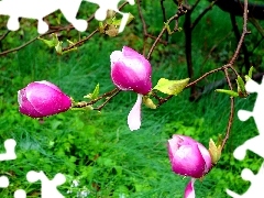 Flowers, Pink, grass, donuts