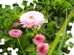 grass, Pink, Flowers