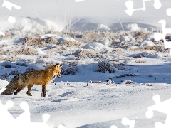 snow, grass, Fox, winter, ginger