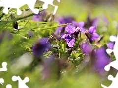 Spring, fragrant violets, grass