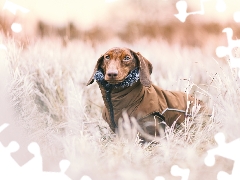 grass, White frost, dachshund, clothes, dog