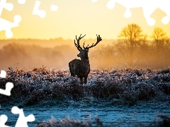 grass, deer, frosted