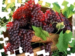 Grapes, grass