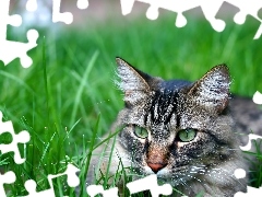 Gray, ##, grass, cat