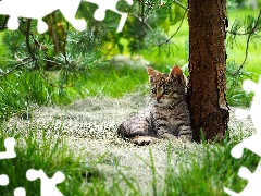 Gray, trees, grass, kitten