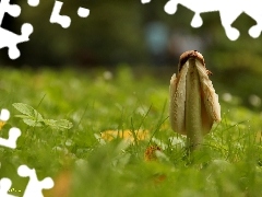 grass, Mushrooms, Hat