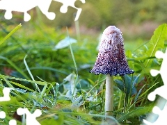 grass, Mushrooms, Hat