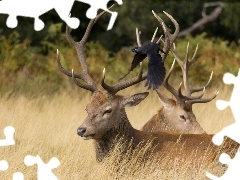 grass, deer, horns
