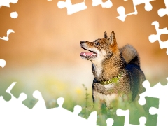 dog, dog-collar, grass, Shiba inu