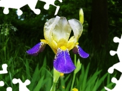 iris, grass