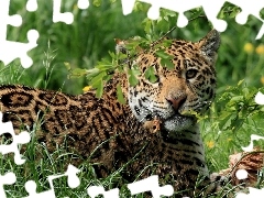 Jaguar, grass