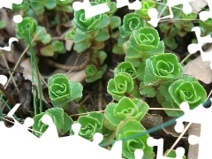 grass, Leaf, Caucasian, dry, Sedum