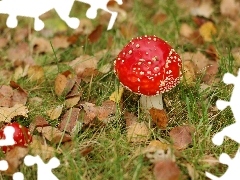 grass, toadstools, Leaf