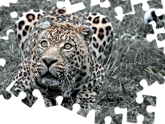 grass, lurking, Leopards