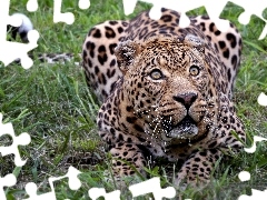 Leopards, grass