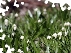 Leucojum, grass