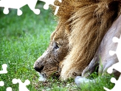 Lion, grass