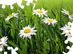 grass, pyrethrum, Meadow