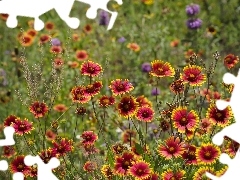 Meadow, Flowers, grass, color