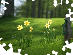 trees, viewes, car in the meadow, grass, narcissus