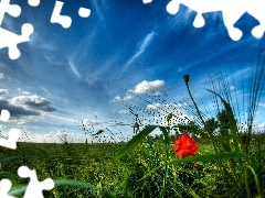 Meadow, red weed, grass, Red